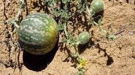 From Seeds to Sustainability: Kalahari OIl