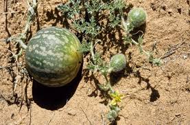 From Seeds to Sustainability: Kalahari OIl